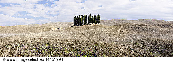 Cypress trees in middle of rolling landscape  San Quirici D'Orcia  Tuscany  Italy