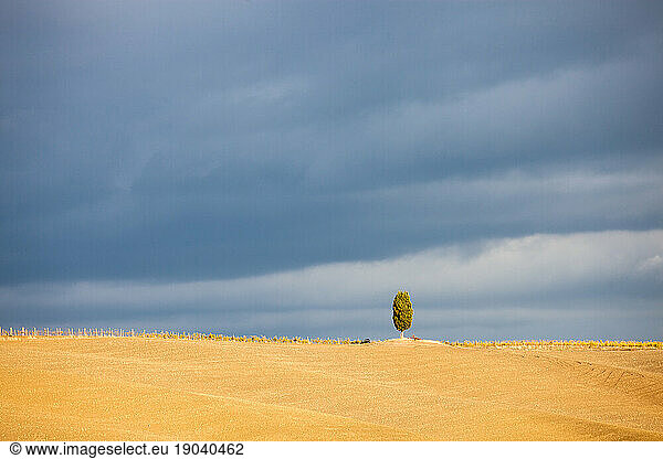 Cypress trees on the field in Tuscany  Italy at sunset. Tuscany