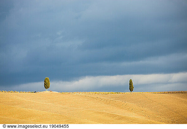 Cypress trees on the field in Tuscany  Italy at sunset. Tuscany