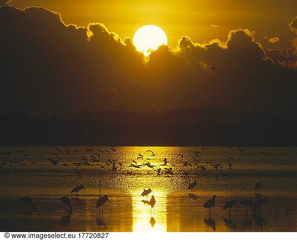 Dämmerung  Stimmung  Sonnenuntergang im Bundala  Nationalpark  Indischer Ozean  Sri Lanka  Dusk  mood  sundown in the Bundala National park  Indian ocean  Asien