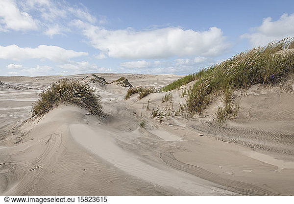 Dänemark  Skagen  Sand der wandernden Düne von Rabjerg Mile