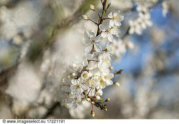 Dänemark  Weiß blühender Zweig im Frühling