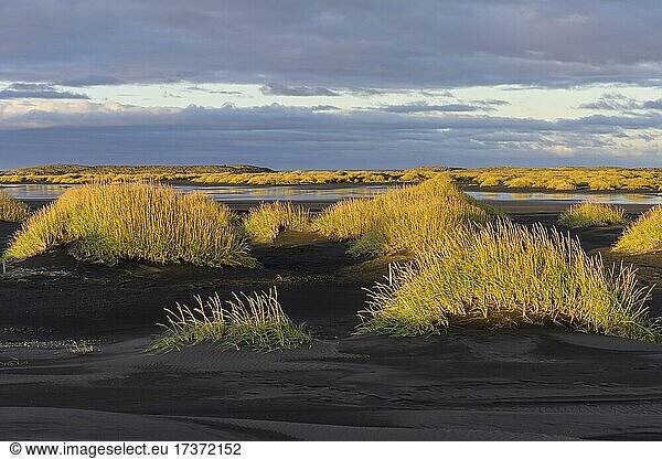 Dünenlandschaft im Morgenlicht  Vestrahorn  Höfn  Austurland  Island  Europa