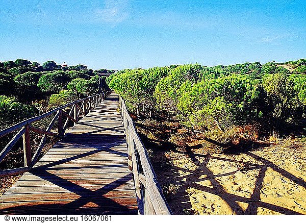 Dünenpark. Matalasca?as  Provinz Huelva  Andalusien  Spanien.