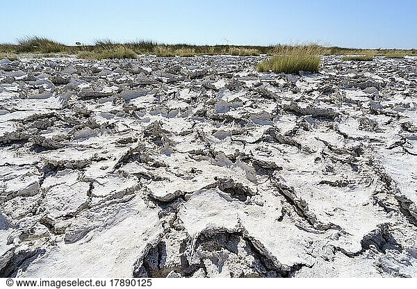 Dürre Schlammmuster mit Rissen  grünes Gras  Pflanzen  Klimawandel. Etosha-Nationalpark  Namibia  Afrika