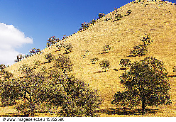 Dürre tötete Bäume in der Nähe des Tehachapi-Passes in Kalifornien während der vierjährigen Dürre in den USA.