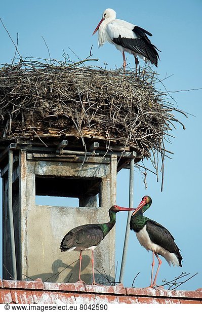 Dach Bauernhof Hof Höfe weiß schwarz Ähnlichkeit Bayern Zucht Deutschland Storch