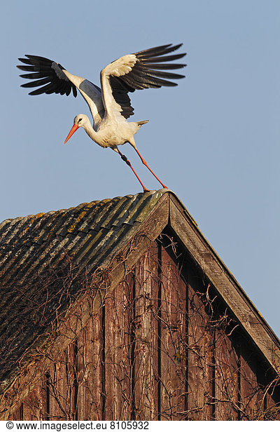 Dach nehmen weiß Storch