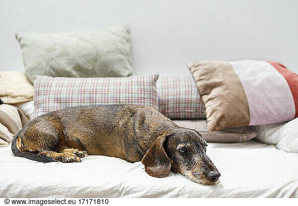 Dachshund dog relaxing on bed against wall at home