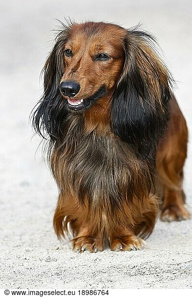 Dachshund  longhaired dwarf dachshund  dog (Canis lupus familiaris)  dog breed  Schleswig-Holstein  Germany  Europe