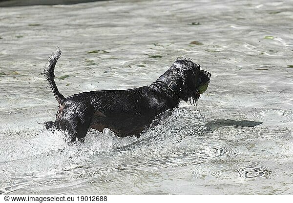 Dachshund Shih Tzu mix (Canis lupus familaris)  male 4 years  running through the water with a ball in his mouth  North Rhine-Westphalia  Germany  Europe