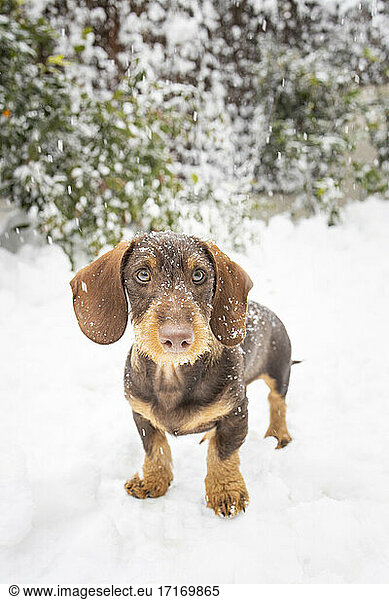 Dachshund standing in snow