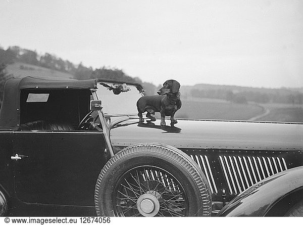 Dackel auf der Motorhaube von Charles Mortimers Bentley  um 1930 Künstler: Bill Brunell.