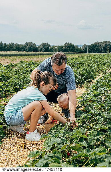 Dad and daughter harvest strawberries on the farm field