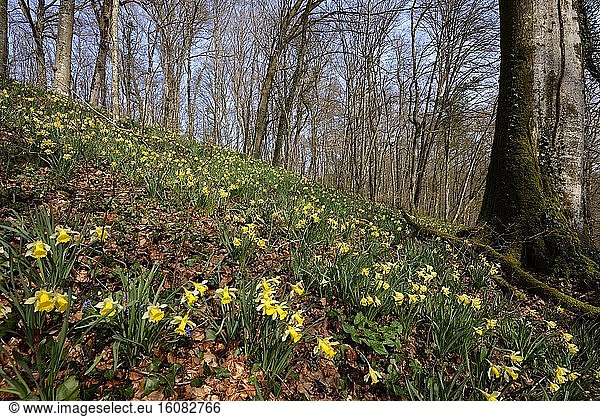 Daffodil (Narcissus pseudonarcissus ) in the woods in the spring  Forest Gonvillars   Franche -Comté   France