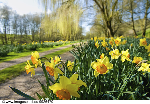 Daffodils flowering in spring sunshine  by a garden path.