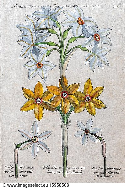 Daffodils (Narcissus)  hand-coloured copper engraving by Johann Theodor de Bry  from Florilegium Novum  1611