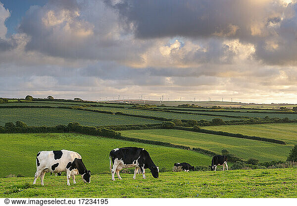 Dairy cattle grazing in a Cornish field at sunset in summer  St. Issey  Cornwall  England  United Kingdom  Europe