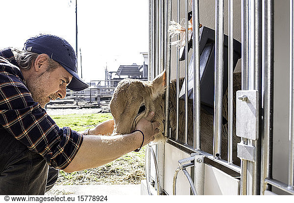 Dairy farm worker checking wellbeing of his calf