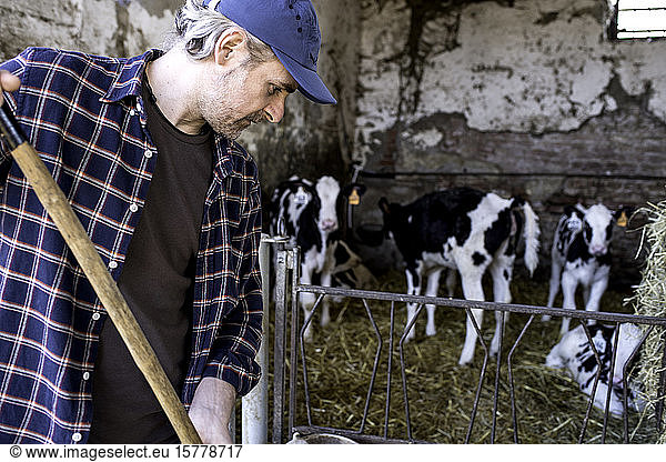 Dairy farm worker cleaning out cattle pen