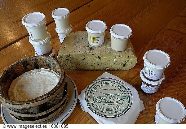 Dairy products from the farm : Tomme mountain or Bargkass with ramsons   Munster   Munster cream   yogurt and white cheese in a wooden mold  Farmhouse Graine Johe   the Bagenelles Pass   High Vosges  Alsace  France
