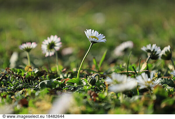 Daisies (Bellis perennis) blooming in spring