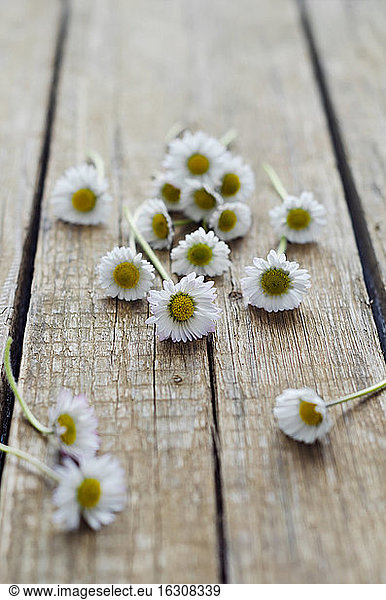 Daisies on wooden table  close up