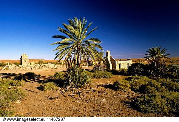 Dalhousie Homestead  built in the 1870s  abandoned in 1925  historic ruins and a Date palm  Phoenix dactylifera  Witjira National Park  Simpson Desert  northeastern South Australia  Australia. (Photo by: Auscape/UIG)