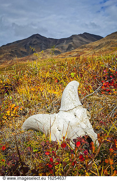 Dall Sheeps Schädel auf herbstfarbener Tundra  im Hintergrund die Brooks Mountains. Tore des Arktischen Nationalparks und Naturschutzgebietes  Arktisches Alaska im Herbst; Alaska  Vereinigte Staaten von Amerika