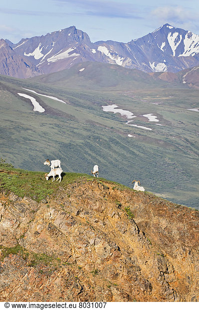 Dallschaf  Ovis dalli  hoch  oben  Berg  Schaf  Ovis aries  Hintergrund  Denali Nationalpark  bunt  Bock  Alaska