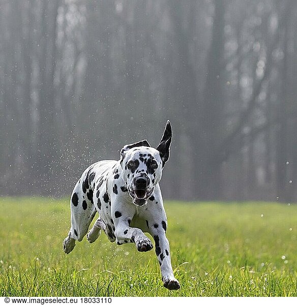 Dalmatiner läuft durch nasses Gras im Feld
