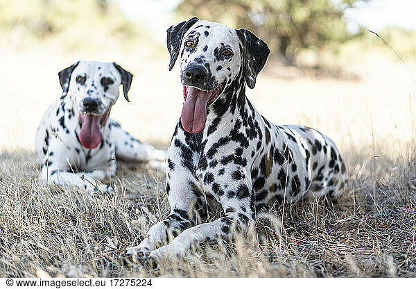 Dalmatinerhunde auf einem Feld ruhend