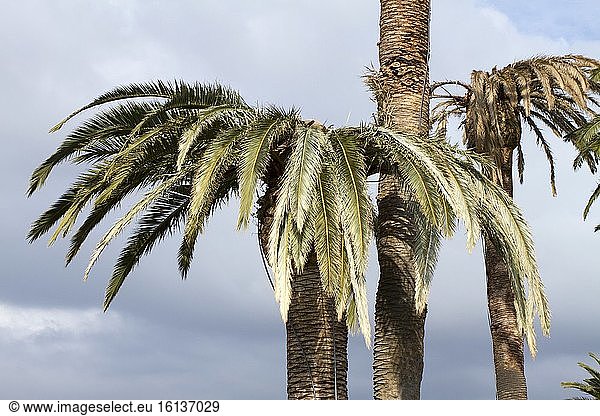 Damage of Red Palm Weevil (Rhynchophorus ferrugineus) on Canary Island Palm (Phoenix canariensis)  La Croix Valmer  Var  France