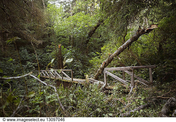Damaged bridge in forest