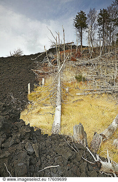 Damaged forest and lava flow at Piano Provenzano  on Northern slopes of Mount Etna; Sicily  Italy