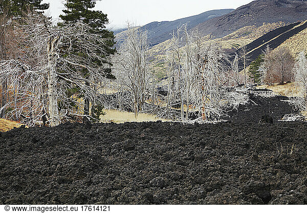 Damaged forest and lava flow at Piano Provenzano  on Northern slopes of Mount Etna; Sicily  Italy