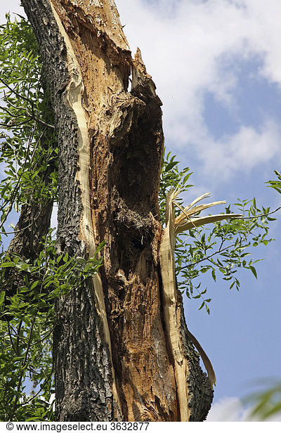 Damaged tree, caused by a thunder storm, Ingolstadt, Bavaria, Germany, Europe