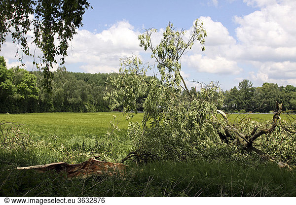 Damaged tree  caused by a thunder storm  Ingolstadt  Bavaria  Germany  Europe