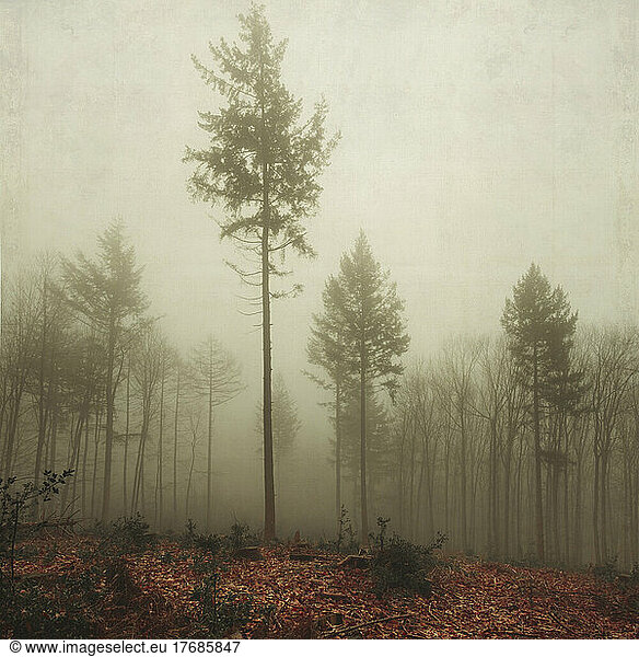 Damaged trees in fog-shrouded autumn forest