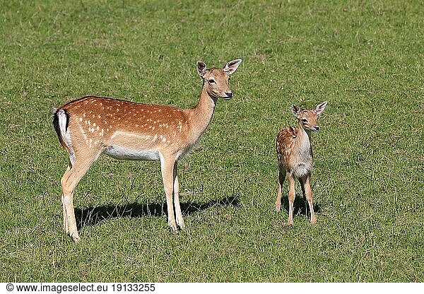 Damhirsch (Cervus dama)  adult  weiblich  Jungtier  Mutter  Surrey  England  Großbritannien  Europa