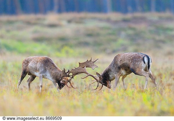 Damhirsch Cervus dama Europa Kampf Brachland Deutschland Hessen Brunft Jahreszeit