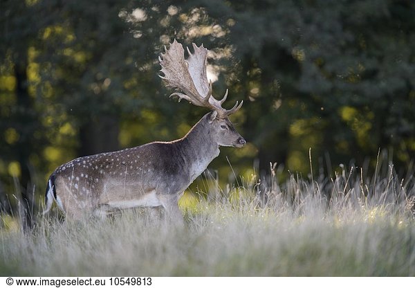 Damhirsch (Dama dama)  kapitaler Hirsch auf einer Waldwiese im Gegenlicht  Seeland  Dänemark  Europa