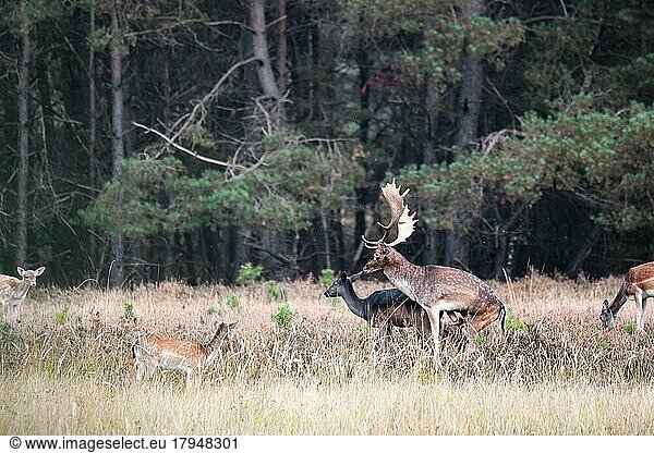 Damhirsch (Dama dama)  Paarung auf Waldlichtung  Nordrhein-Westfalen  Deutschland  Europa