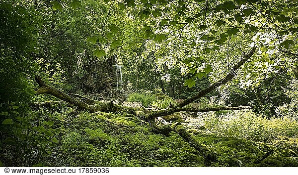 Damp  moss  forest  water  Gütersteiner waterfall  Bad Urach  Swabian Alb  Germany  Europe