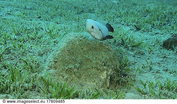 Damsel Damsel bewacht die Eier auf dem Stein. Brutzeit. Domino-Damselfisch (Dascyllus trimaculatus) . Paarungszeit der Damselfische. Rotes Meer  Ägypten  Afrika