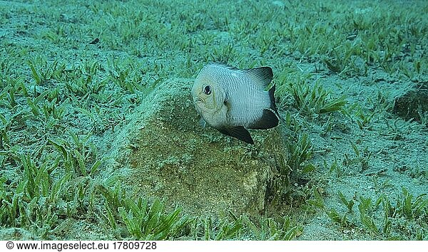 Damsel Damsel bewacht die Eier auf dem Stein. Brutzeit. Domino-Demoiselle (Dascyllus trimaculatus) . Paarungszeit der Damselfische. Rotes Meer  Ägypten  Afrika