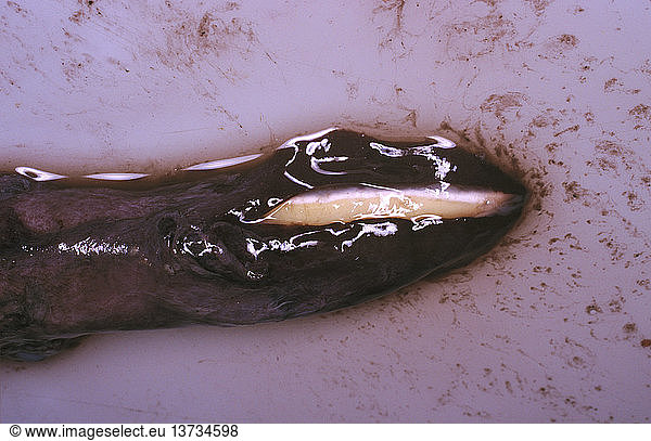 Dana-Krake (Taningia danae)  Kapuzen-Lichtorgan  das sich an den Spitzen zweier Arme befindet  eines Jungtieres (Länge 1 m)  Länge 1 m. Dieser Tiefseearten  die mit Schleppnetzen in 700 m Tiefe gefangen wurde  fehlen die beiden langen Tentakel der meisten Tintenfische. Tasmanien  Australien