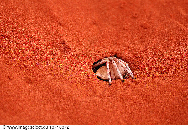 Dancing White Lady  Spider  Sand Dunes  Dunes Lodge  Wolwedans Lodge  Namib Rand Nature Reserve  Hardap Region  Namibia