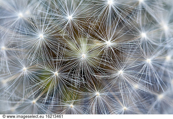 Dandelion  close up