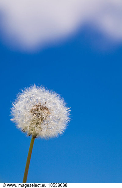 Dandelion flower against blue sky